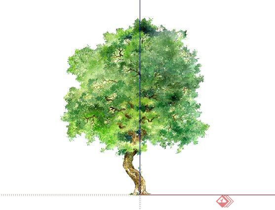 樟树手绘2D植物SketchUp(SU)3D模型
