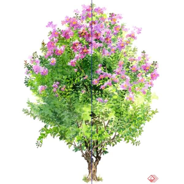 一株2d紫薇景观树模型素材