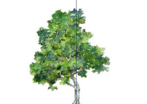 相思树手绘2D植物SketchUp(SU(草图大师))3D模型