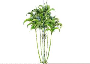 散尾葵属手绘2D植物SketchUp(SU(草图大师))3D模型