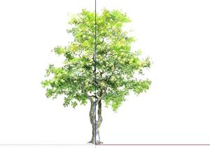 榆树手绘2D植物SketchUp(SU(草图大师))3D模型