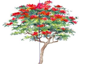凤凰木手绘2D植物SketchUp(SU(草图大师))3D模型