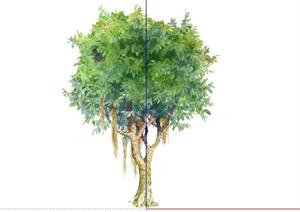 橡皮树手绘2D植物SketchUp(SU(草图大师))3D模型