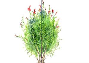 夹竹桃手绘2D植物SketchUp(SU(草图大师))3D模型