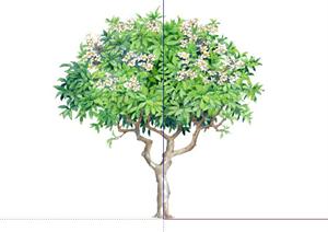 鸡蛋花手绘2D植物SketchUp(SU(草图大师))3D模型