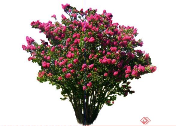 2D灌木花卉54SketchUp(SU)模型