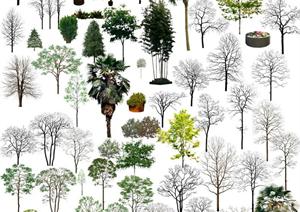 园林景观设计乔木干树PSD效果图素材