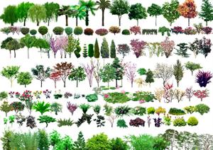 园林景观设计植物PSD素材