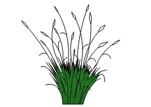 园林设计植物2D立面树SU(草图大师)模型