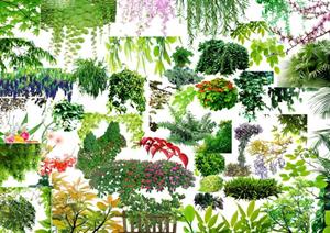 各种藤条配景园林植物PSD分层效果图素材