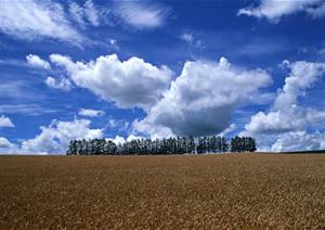 天空云彩和地面麦田的JPG素材