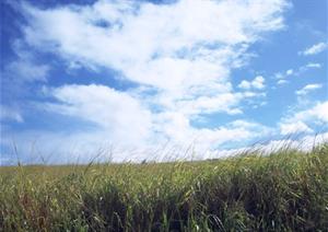 蓝色天空和稻田背景的JPG素材