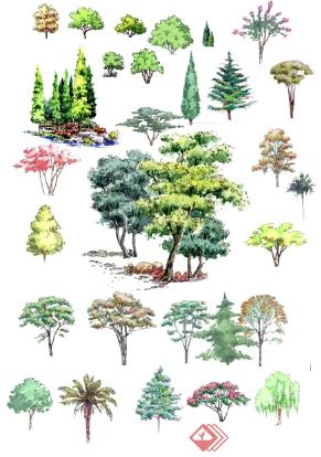 手绘园林植物立面图PSD分层素材(1)
