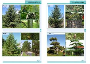 华北地区园林常用植物PDF资料