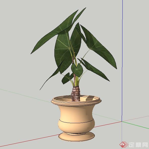 一棵盆栽植物的景观植物设计SU模型