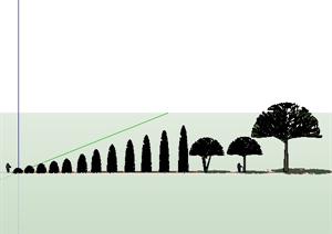 多棵路边绿化柏松景观植物设计的SU(草图大师)模型