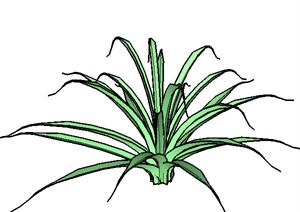 一棵龙舌兰的景观植物设计SU(草图大师)模型1