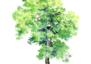 一株2D景观树木SU(草图大师)模型素材（2）