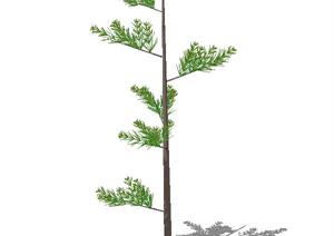 一棵长青松树的景观植物设计SU(草图大师)模型