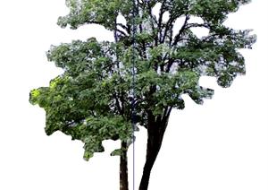 一棵樟树的景观植物设计SU(草图大师)模型