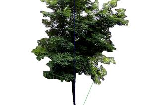 一棵景观植物设计的SU(草图大师)模型8