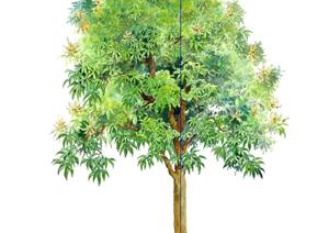 一棵芒果树的景观植物设计SU(草图大师)模型