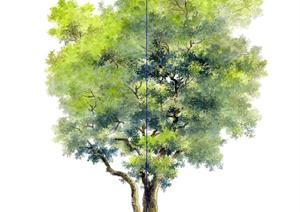 一个园林2D朴树景观植物SU(草图大师)模型素材