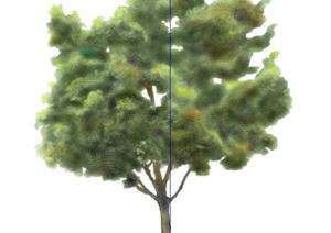 一棵景观植物设计的SU(草图大师)模型21
