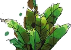 一棵芭蕉叶的景观植物设计SU(草图大师)模型