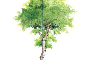 一棵鐵刀木景观植物设计SU(草图大师)模型