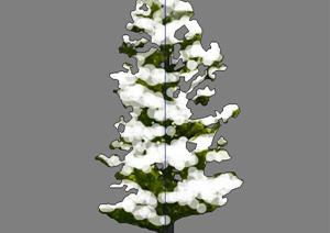 一棵小雪松植物设计的SU(草图大师)模型