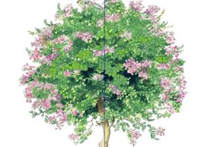 一棵洋紫荆景观植物设计的SU(草图大师)模型
