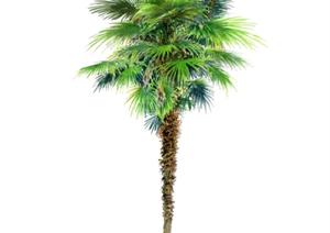 一棵棕榈树景观植物设计SU(草图大师)模型