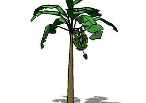 热带香蕉树园林植物SU(草图大师)模型素材