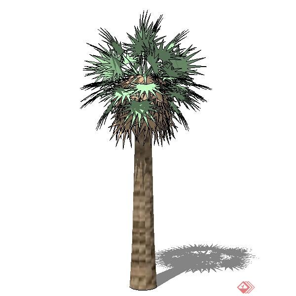 设计素材之景观植物热带棕榈树设计素材su模型70