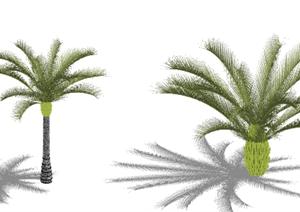 两棵苏铁的景观植物SU(草图大师)模型