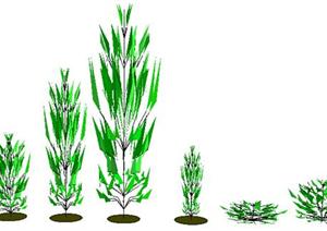 设计素材之景观植物灌木设计方案SU(草图大师)模型