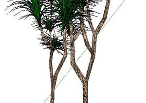 两株丝兰热带景观树木SU(草图大师)模型素材