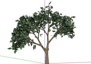 设计素材之景观植物乔木设计素材SU(草图大师)模型6