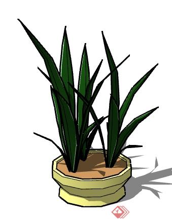 一棵盆栽龙舌兰景观植物设计的SU模型(1)