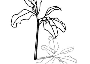 一棵园林景观植物设计SU(草图大师)模型6