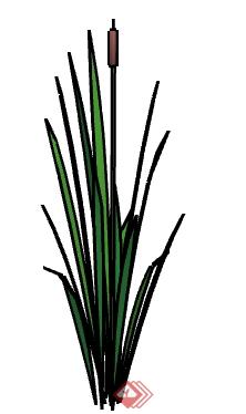 一棵香蒲的景观植物设计SU模型(1)