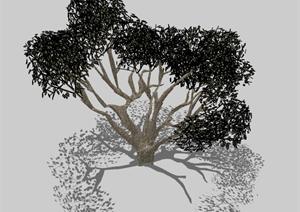 一棵大型古树的景观植物设计SU(草图大师)模型