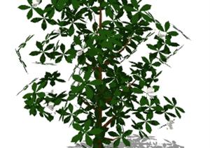 一棵木兰的景观植物设计SU(草图大师)模型