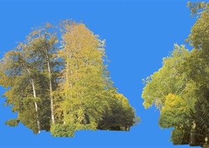 园林景观设计ps立面树素材参考
