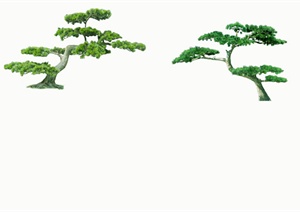 某园林植物景松设计PSD素材