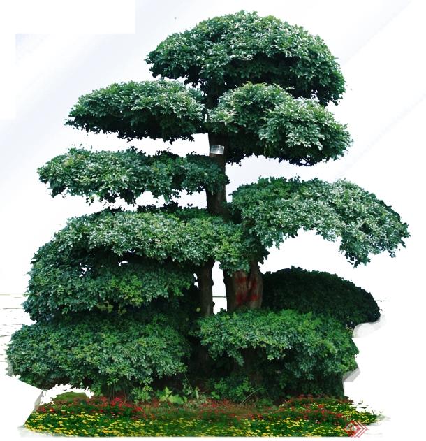 8个对节白蜡景观树PS素材(4)