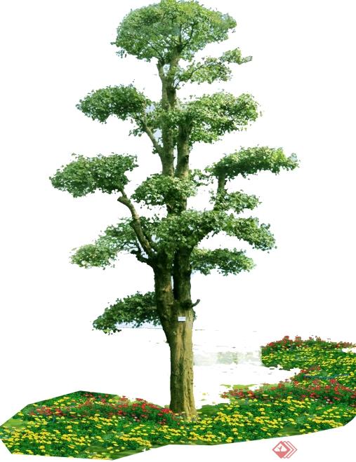 8个对节白蜡景观树PS素材(8)