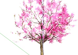 9款园林景观树木植物SU(草图大师)模型