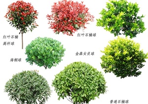 7种园林彩叶树种素材效果图SPD格式